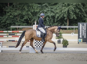 Deutsches Reitpony, Wallach, 4 Jahre, 146 cm, Buckskin