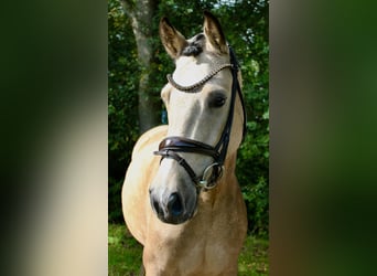 Deutsches Reitpony, Wallach, 4 Jahre, 146 cm, Buckskin
