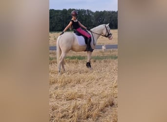 Deutsches Reitpony, Wallach, 4 Jahre, 146 cm, Cremello