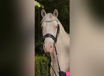 Deutsches Reitpony, Wallach, 4 Jahre, 146 cm, Cremello