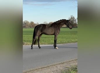 Deutsches Reitpony, Wallach, 4 Jahre, 146 cm