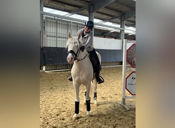 Deutsches Reitpony, Wallach, 4 Jahre, 146 cm