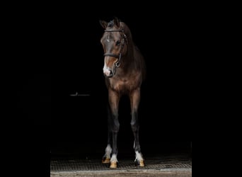 Deutsches Reitpony, Wallach, 4 Jahre, 146 cm, Dunkelbrauner