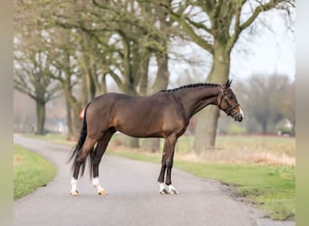 Deutsches Reitpony, Wallach, 4 Jahre, 146 cm, Dunkelbrauner