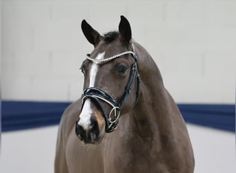 Deutsches Reitpony, Wallach, 4 Jahre, 146 cm, Falbe