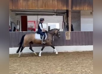 Deutsches Reitpony, Wallach, 4 Jahre, 146 cm, Falbe