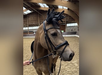 Deutsches Reitpony, Wallach, 4 Jahre, 146 cm, Falbe
