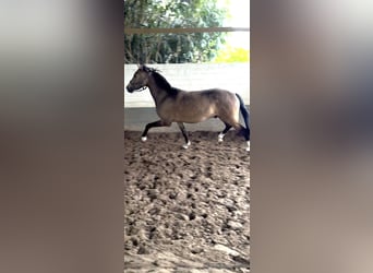 Deutsches Reitpony, Wallach, 4 Jahre, 146 cm, Falbe