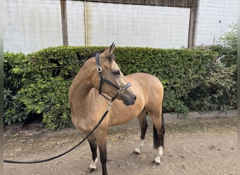 Deutsches Reitpony, Wallach, 4 Jahre, 146 cm, Falbe