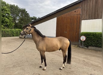 Deutsches Reitpony, Wallach, 4 Jahre, 146 cm, Falbe