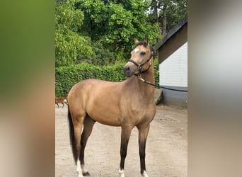 Deutsches Reitpony, Wallach, 4 Jahre, 146 cm, Falbe