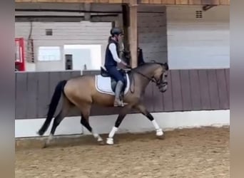 Deutsches Reitpony, Wallach, 4 Jahre, 146 cm, Falbe