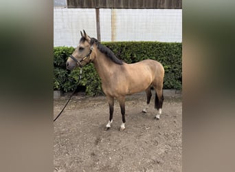 Deutsches Reitpony, Wallach, 4 Jahre, 146 cm, Falbe