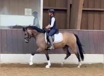 Deutsches Reitpony, Wallach, 4 Jahre, 146 cm, Falbe