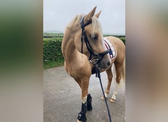 Deutsches Reitpony, Wallach, 4 Jahre, 146 cm, Falbe