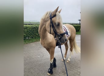 Deutsches Reitpony, Wallach, 4 Jahre, 146 cm, Falbe