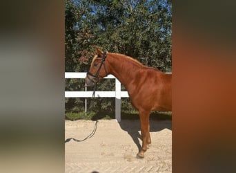 Deutsches Reitpony, Wallach, 4 Jahre, 146 cm, Fuchs
