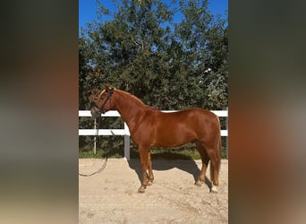 Deutsches Reitpony, Wallach, 4 Jahre, 146 cm, Fuchs