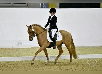 Deutsches Reitpony, Wallach, 4 Jahre, 146 cm, Fuchs