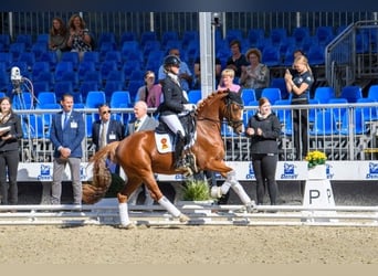 Deutsches Reitpony, Wallach, 4 Jahre, 146 cm, Fuchs