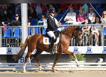 Deutsches Reitpony, Wallach, 4 Jahre, 146 cm, Fuchs