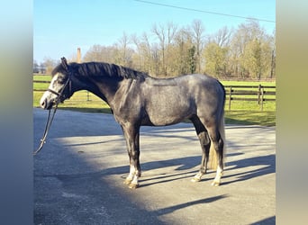 Deutsches Reitpony, Wallach, 4 Jahre, 146 cm, Kann Schimmel werden