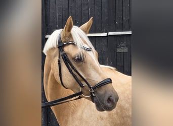 Deutsches Reitpony, Wallach, 4 Jahre, 146 cm, Palomino
