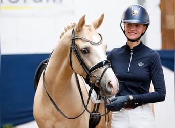 Deutsches Reitpony, Wallach, 4 Jahre, 146 cm, Palomino