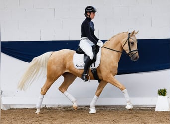 Deutsches Reitpony, Wallach, 4 Jahre, 146 cm, Palomino