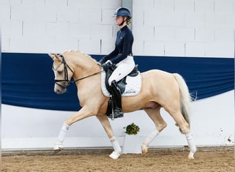 Deutsches Reitpony, Wallach, 4 Jahre, 146 cm, Palomino