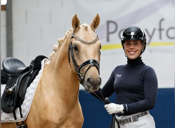 Deutsches Reitpony, Wallach, 4 Jahre, 146 cm, Palomino