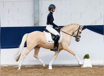 Deutsches Reitpony, Wallach, 4 Jahre, 146 cm, Palomino