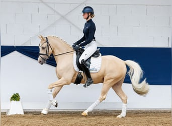 Deutsches Reitpony, Wallach, 4 Jahre, 146 cm, Palomino