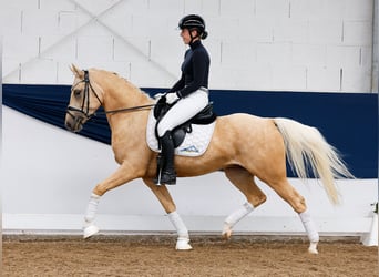 Deutsches Reitpony, Wallach, 4 Jahre, 146 cm, Palomino