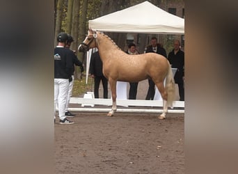 Deutsches Reitpony, Wallach, 4 Jahre, 146 cm, Palomino