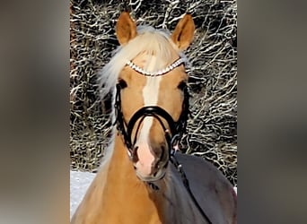 Deutsches Reitpony, Wallach, 4 Jahre, 146 cm, Palomino