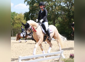 Deutsches Reitpony, Wallach, 4 Jahre, 146 cm, Palomino