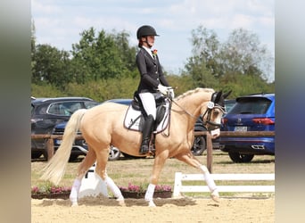 Deutsches Reitpony, Wallach, 4 Jahre, 146 cm, Palomino