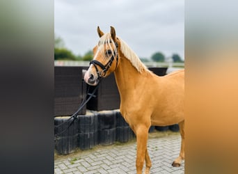 Deutsches Reitpony, Wallach, 4 Jahre, 146 cm, Palomino
