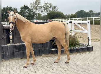 Deutsches Reitpony, Wallach, 4 Jahre, 146 cm, Palomino