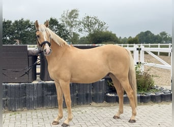 Deutsches Reitpony, Wallach, 4 Jahre, 146 cm, Palomino