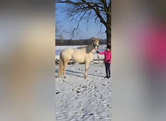 Deutsches Reitpony, Wallach, 4 Jahre, 146 cm, Perlino