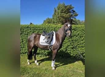 Deutsches Reitpony, Wallach, 4 Jahre, 146 cm, Rappe