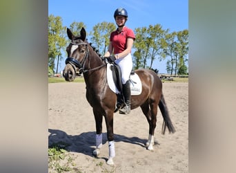 Deutsches Reitpony, Wallach, 4 Jahre, 146 cm, Rappe