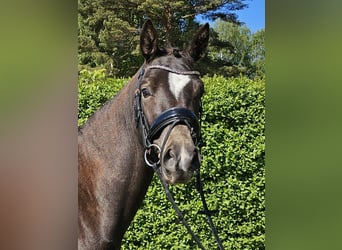 Deutsches Reitpony, Wallach, 4 Jahre, 146 cm, Rappe