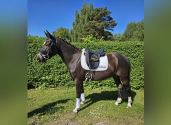 Deutsches Reitpony, Wallach, 4 Jahre, 146 cm, Rappe