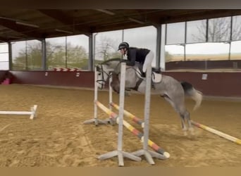 Deutsches Reitpony, Wallach, 4 Jahre, 146 cm, Schimmel
