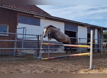 Deutsches Reitpony, Wallach, 4 Jahre, 146 cm, Schimmel