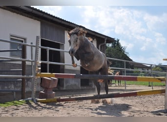 Deutsches Reitpony, Wallach, 4 Jahre, 146 cm, Schimmel