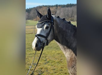 Deutsches Reitpony, Wallach, 4 Jahre, 146 cm, Schimmel